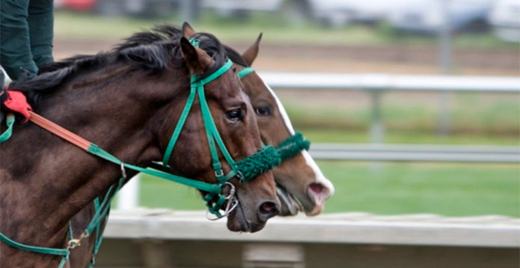 Macau Jockey Club announces horse racing season for 2023/2024