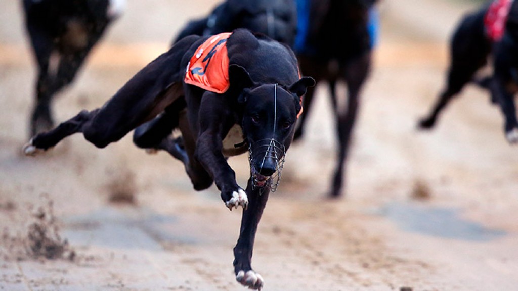 SIS seals Greyhound tote pool deal with US operator WatchandWager